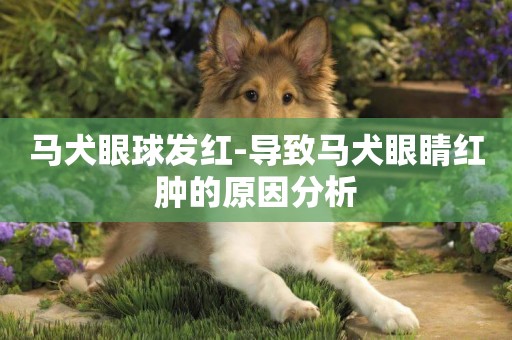 马犬眼球发红-导致马犬眼睛红肿的原因分析